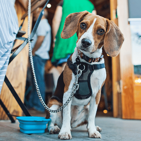 restaurantes pet friendly