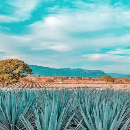 Tequilera Hacienda de Oro Amatitán con Reservándonos (8)